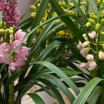 テーブルシンビジューム